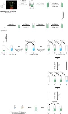 Comparative Proteomic Analysis of Plasma Membrane Proteins in Rice Leaves Reveals a Vesicle Trafficking Network in Plant Immunity That Is Provoked by Blast Fungi